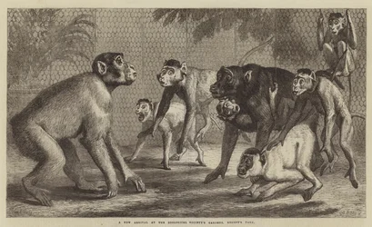 En ny ankomst till Zoological Society